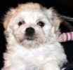 Maltese puppies for sale 
