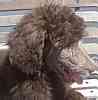 Standard Poodle puppies for sale