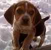 Beagle puppies for sale
