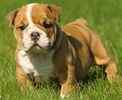 English Bulldog puppies for sale
