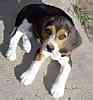Beagle puppies for sale