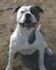 American Bulldog puppies for sale