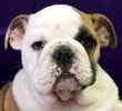 English Bulldog puppies for sale