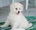 Bichon Frise puppies for sale