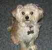 Maltese puppies for sale 