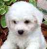 Bichon Frise puppies for sale