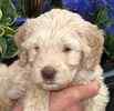 Australian Labradoodle puppies for sale