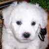 Bichon Frise puppies for sale