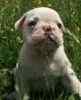 English Bulldog puppies for sale