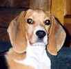 Beagle puppies for sale