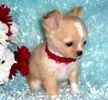 Chihuahua puppies for sale