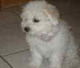 Bichon Frise puppies for sale