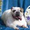 English Bulldog puppies for sale