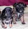 Chihuahua puppies for sale