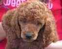 Standard Poodle puppies for sale
