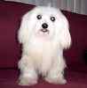 Maltese puppies for sale 