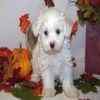 Maltese puppies for sale 