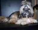 Shih Tzu puppies for sale