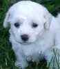 Bichon Frise puppies for sale