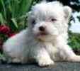 Maltese puppies for sale 