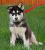 Alaskan Malamute puppies for sale