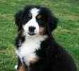 Bernese Mountain Dog puppies for sale