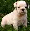 English Bulldog puppies for sale
