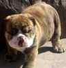 English Bulldog puppies for sale
