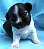 Chihuahua puppies for sale