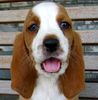 Basset Hound puppies for sale