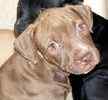 Pit Bull puppies for sale