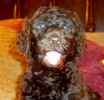 Standard Poodle puppies for sale