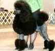 Standard Poodle puppies for sale