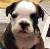 English Bulldog puppies for sale