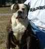 American Bulldog puppies for sale