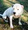 American Bulldog puppies for sale