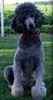 Standard Poodle puppies for sale