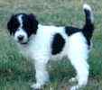 Standard Poodle puppies for sale