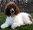 Standard Poodle puppies for sale