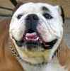 English Bulldog Stud Services