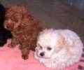Yorkiepoo puppies for sale