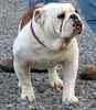 English Bulldog puppies for sale