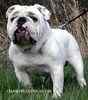 English Bulldog Stud Services 