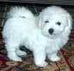 Maltese puppies for sale 