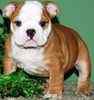 English Bulldog puppies for sale