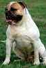 Amreican Bulldog pupppies for sale