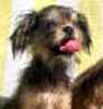 Affenpinscher puppies for sale