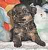 Yorkiepoo puppies for sale