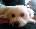 Bichon Frise dog for sale