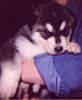 Alaskan Malamute puppies for sale